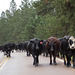 Sturgis, SD cattle drive (0352)