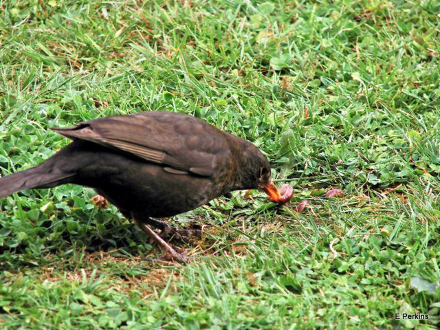 Blackbird catches worm.