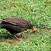 Blackbird catches worm.