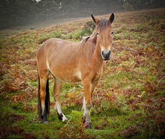 New Forest Pony in the rain