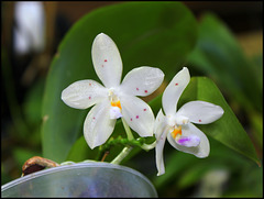 Phalaenopsis micholitzii x tetraspis