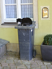 Meißen 2013 – The cat sat on the bin