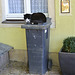 Meißen 2013 – The cat sat on the bin