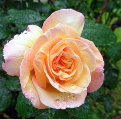 una rosa sotto la pioggia