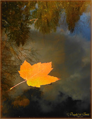 Doux reflet d'automne