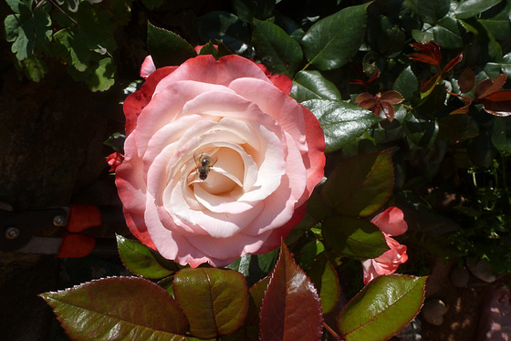 Alte Rosensorte - maljuna rozspeco