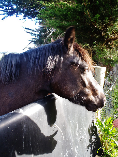 Holly - my first horsey friend