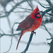 On Days Like Today It's Hard to Resist Posting Cardinal Photographs