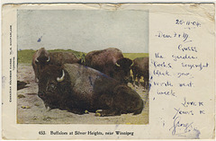 Buffaloes at Silver Heights, near Winnipeg