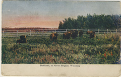 Buffaloes, at Silver Heights, Winnipeg