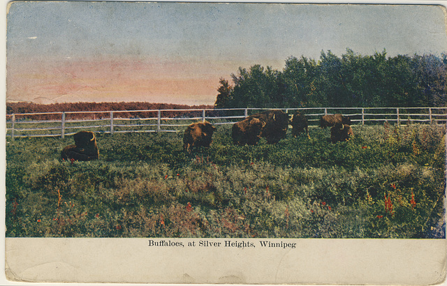 Buffaloes, at Silver Heights, Winnipeg