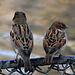 Joli plumage de simples moineaux dans le zoo de Berlin (Allemagne)