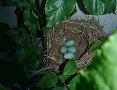 nest on water tank