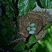 nest on water tank
