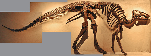 hadrosaur-DSC 7596B-A copy