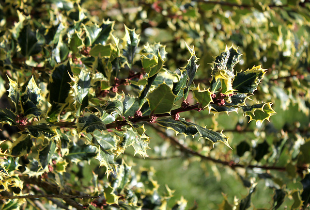Ilex aquifolium mâle variegata
