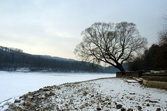 Brno Reservoir in Winter - A Tree