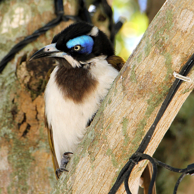 Blue-faced Honeyeater