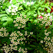 Bush of white flowers
