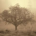 Oak Tree in the Mist