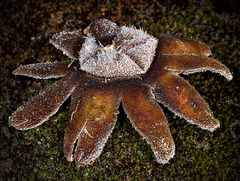 Frosted Earthstar from Above