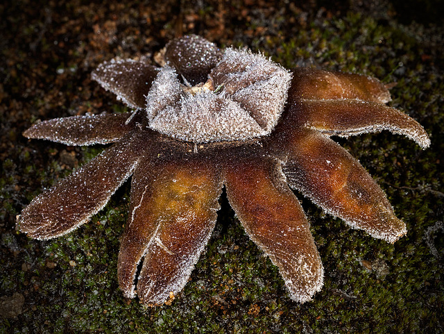 Frosted Earthstar from Above