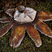 Frosted Earthstar from Above
