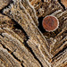 A Frosted Rusty Nail in Frosted Old Wood