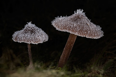 Frosted Chocolate Mushrooms