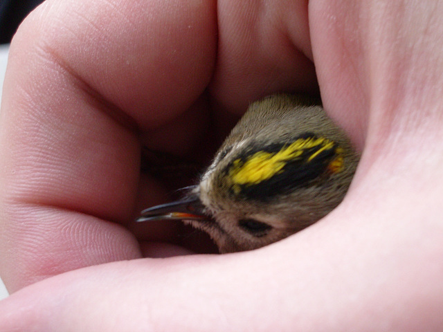 Another bird accident - It's a Goldcrest