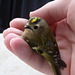 Another bird accident - It's a Goldcrest