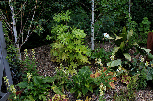 Parcours initiatique- Fatsia japonica et Digitales Parcours initiatique- Fatsia japonica et Digitales