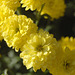 flavaj floroj (Gelbe Blumen)