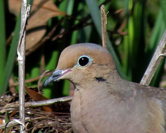 Mourning Dove (Zenaida macroura)