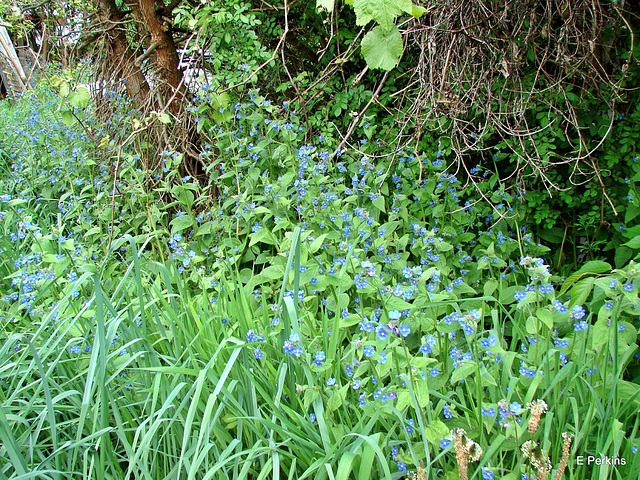 Forget-me-nots in the grass
