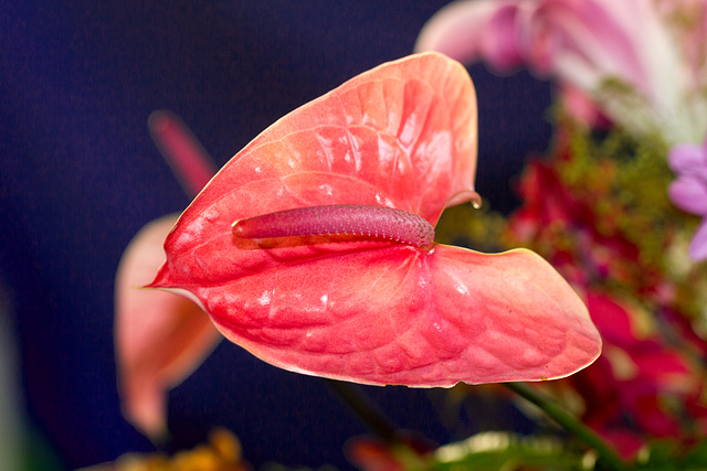 Anthurium