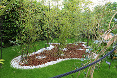 Le parfum du blanc- Jardin 19- Bambou = Phyllostachys nigra