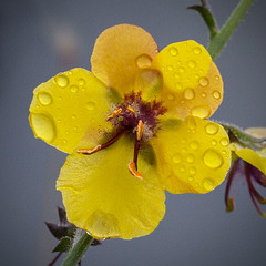 Moth Mullein Covered with Raindrops