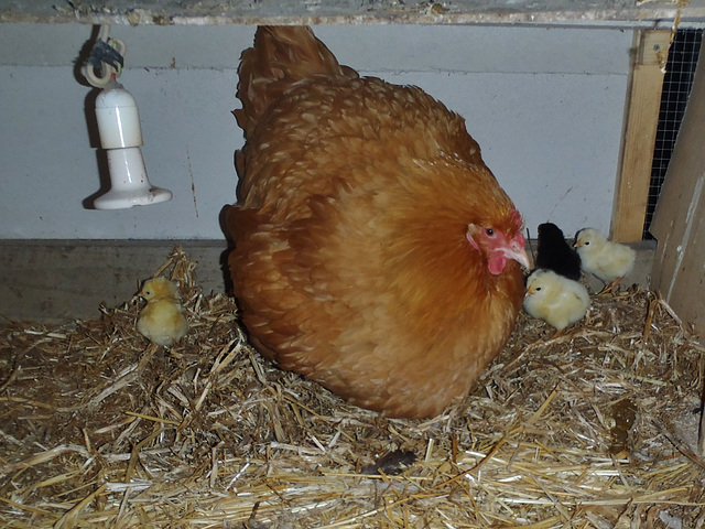Buffy's first chicks