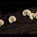 Beautiful Shell Mushrooms