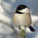 Thank heavens for Chickadees