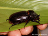 11 Large Beetle