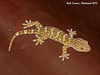 11a Large Tokay Gecko