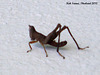 11b Large Grasshopper Nymph