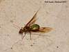 11c Oecophylla smaragdina (Weaver Ant)