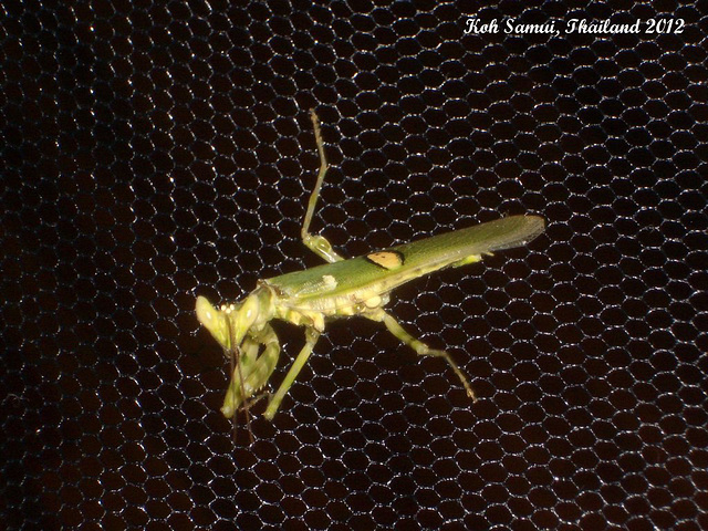 11g A Praying Mantis: Creobroter gemmatus