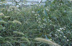 Daisy and green bristle grass