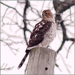 The Hawk on the Telephone Pole