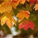 Textured Autumn Leaves