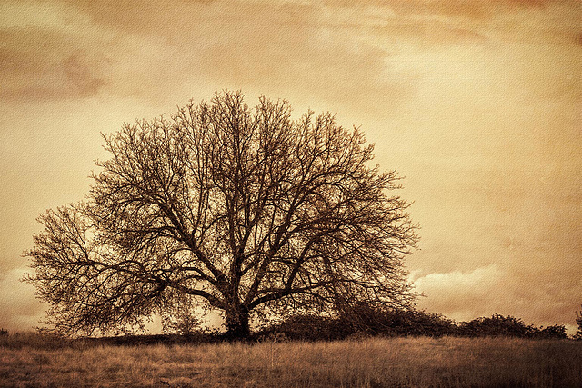 10-Week Projects: Trees--Single Tree (Vintage Oak Tree at 50 mph!)